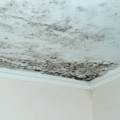 mold remediation (1)