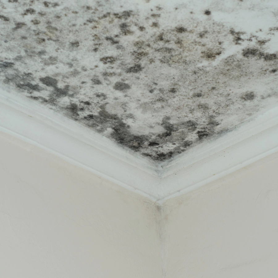 mold remediation